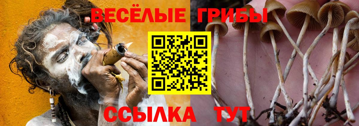 Псилоцибиновые грибы Psilocybe Ессентуки