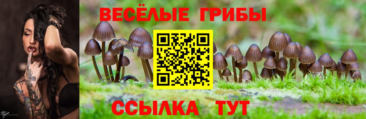 Ессентуки  Галлюциногенные грибы Psilocybine cubensis  Вход с VPN  Псилоцибиновые грибы GOLDEN TEACHER 